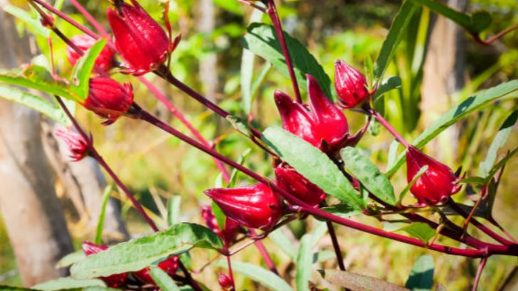 Mengenal Bunga Rosella: Manfaat dan Cara Mengolahnya